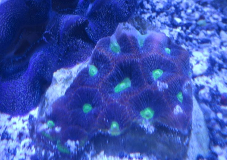 IMG 0465 - Sneak peak of some of this weeks corals in right now!