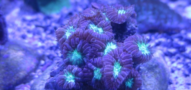 IMG 0466 - Sneak peak of some of this weeks corals in right now!