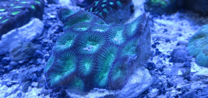 IMG 0467 - Sneak peak of some of this weeks corals in right now!