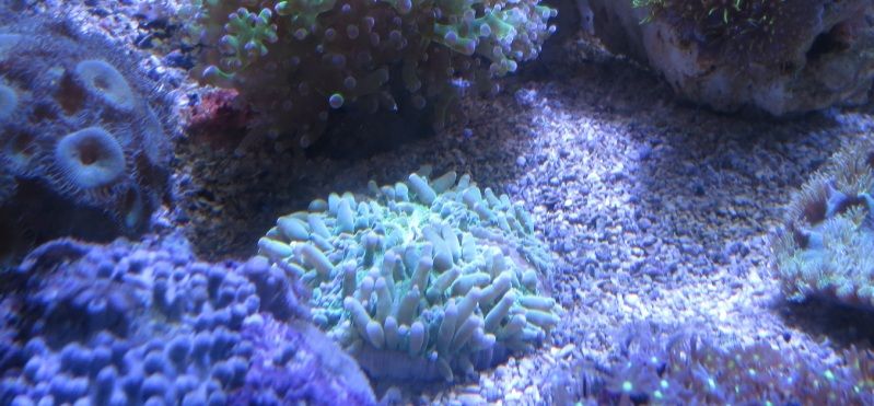 IMG 0468 - Sneak peak of some of this weeks corals in right now!