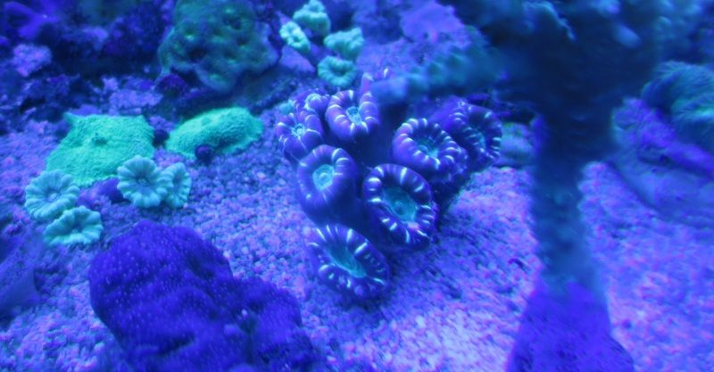 IMG 0469 - Sneak peak of some of this weeks corals in right now!