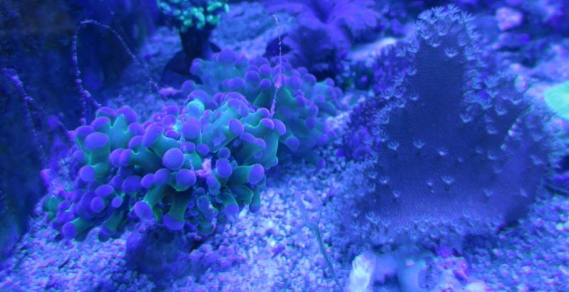 IMG 0470 - Sneak peak of some of this weeks corals in right now!
