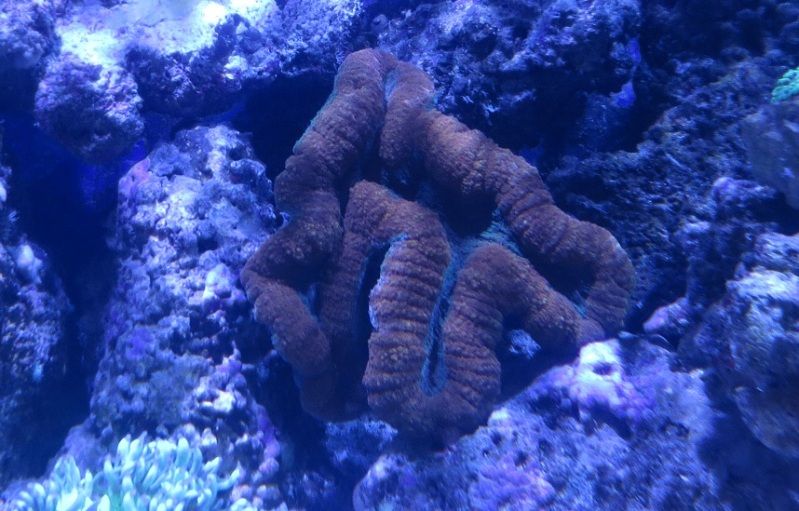 IMG 0477 - Sneak peak of some of this weeks corals in right now!