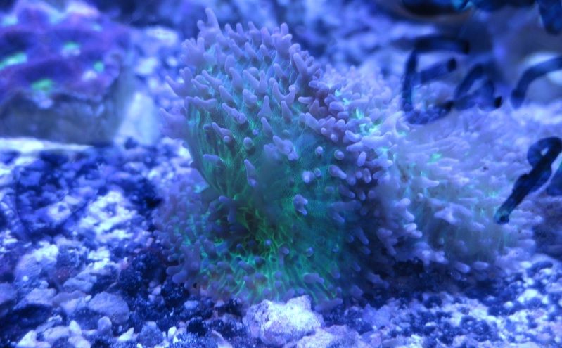 IMG 0479 - Sneak peak of some of this weeks corals in right now!