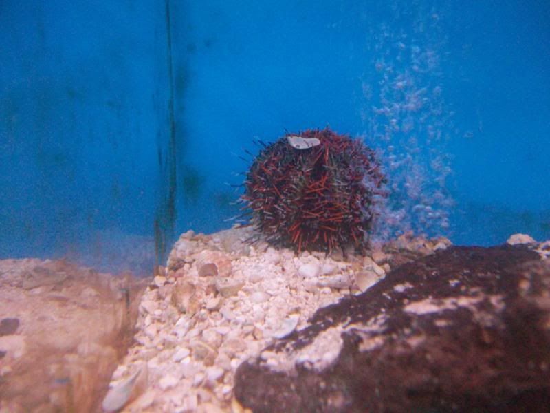 Picture118 - Inverts comonly available at The Fish Doctors Ypsilanti!!!