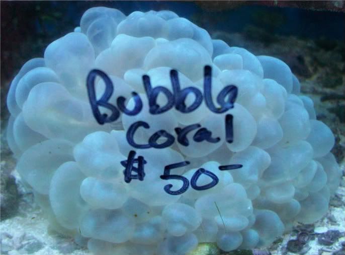 Picture176 - Fresh Yummy Corals