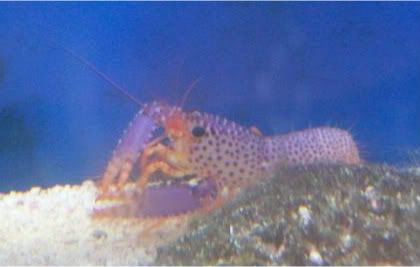 Picture181 - Inverts comonly available at The Fish Doctors Ypsilanti!!!