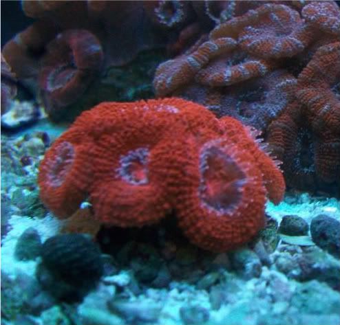 fishdoctors014 - Check out this coral- The fish doctors ypsi!!!