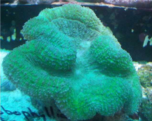 fishdoctors021 - Check out this coral- The fish doctors ypsi!!!