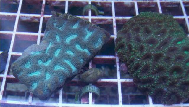 fishdoctors033 - Check out this coral- The fish doctors ypsi!!!