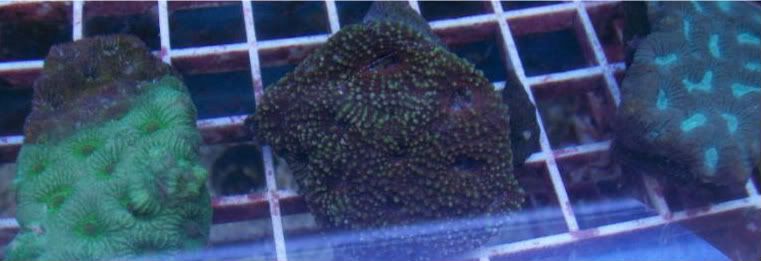 fishdoctors034 - Check out this coral- The fish doctors ypsi!!!