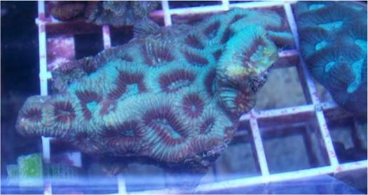 fishdoctors035 - Check out this coral- The fish doctors ypsi!!!