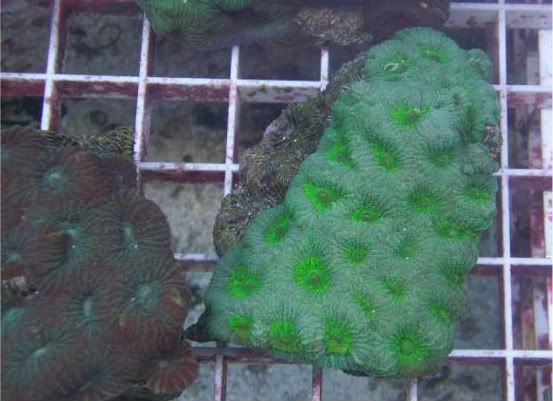 fishdoctors037 - Check out this coral- The fish doctors ypsi!!!
