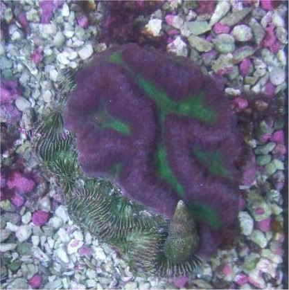 fishdoctors038 - Check out this coral- The fish doctors ypsi!!!