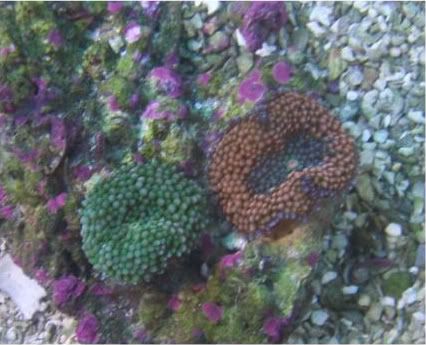 fishdoctors041 - Check out this coral- The fish doctors ypsi!!!