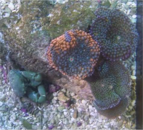 fishdoctors042 - Check out this coral- The fish doctors ypsi!!!