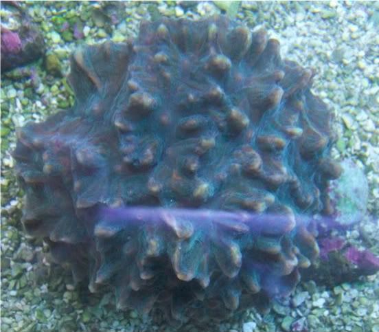 fishdoctors046 - Check out this coral- The fish doctors ypsi!!!