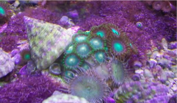 fishdoctors048 - Check out this coral- The fish doctors ypsi!!!