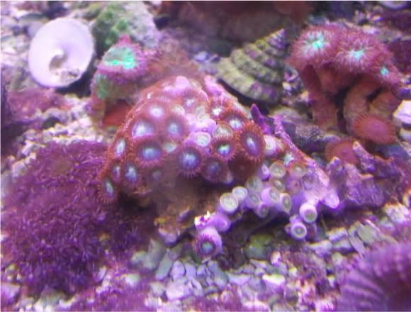 fishdoctors049 - Check out this coral- The fish doctors ypsi!!!