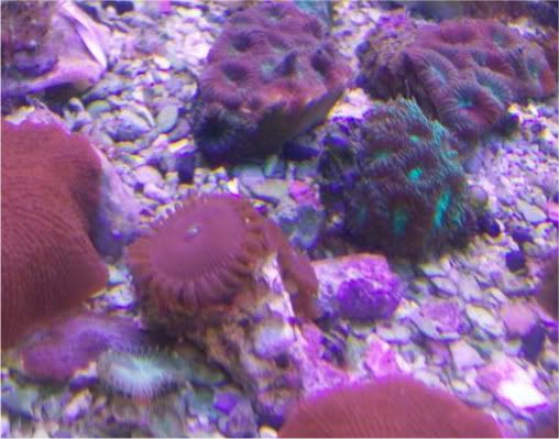 fishdoctors055 - Check out this coral- The fish doctors ypsi!!!