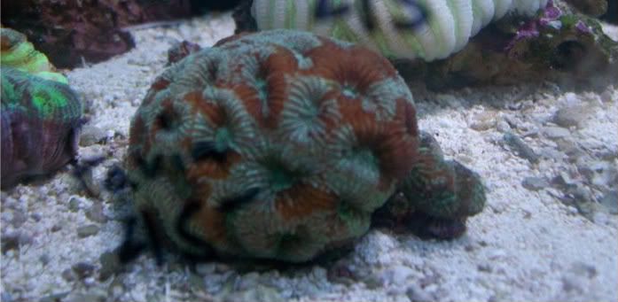 fishdoctors098 - Check out this coral- The fish doctors ypsi!!!