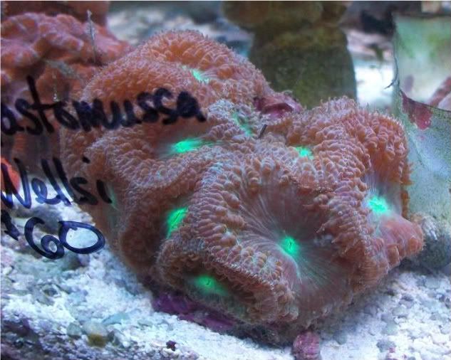 fishdoctors101 - Check out this coral- The fish doctors ypsi!!!