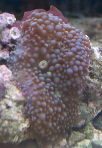 fishdoctors106 - Check out this coral- The fish doctors ypsi!!!