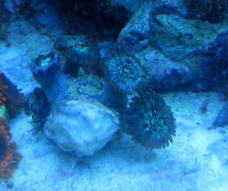 IMG 0328 - Sir patricks work in progress-
