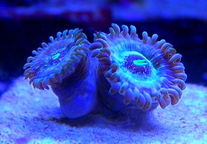 100 6219 - 4th Anual AnnArbor Area Reefers Frag Swap And Social Gathering!