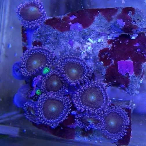 100 6237 - 4th Anual AnnArbor Area Reefers Frag Swap And Social Gathering!