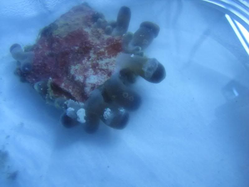 IMG 0026 - General zoa/paly info- Need a quick answer, look here.