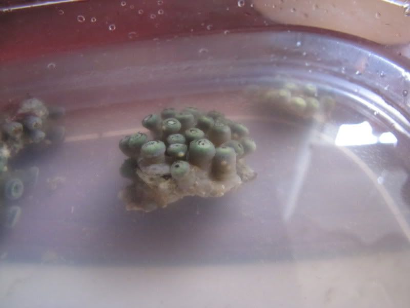 IMG 0048 - General zoa/paly info- Need a quick answer, look here.