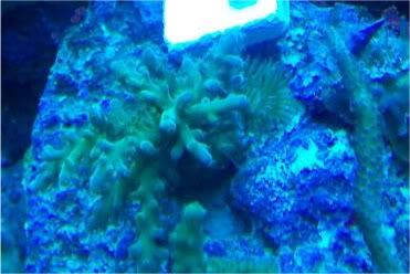 100 1763 - Sir Patricks small reef