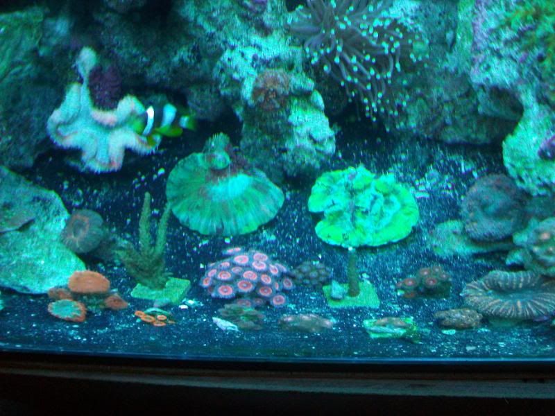 100 1764 - Sir Patricks small reef