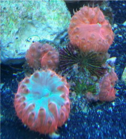 100 1792 - Sir Patricks small reef