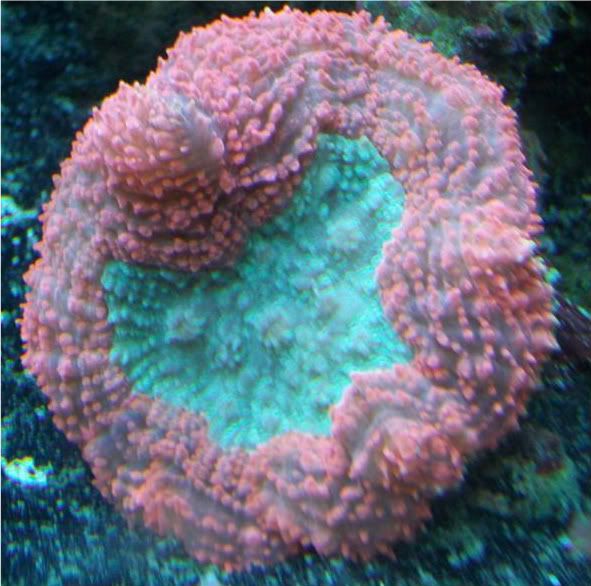 100 1808 - coral id plz