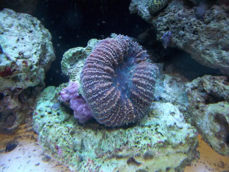 100 2582 - Asst. corals for sale-