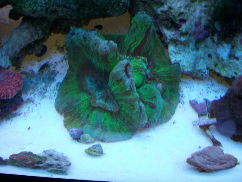 100 2584 - Asst. corals for sale-