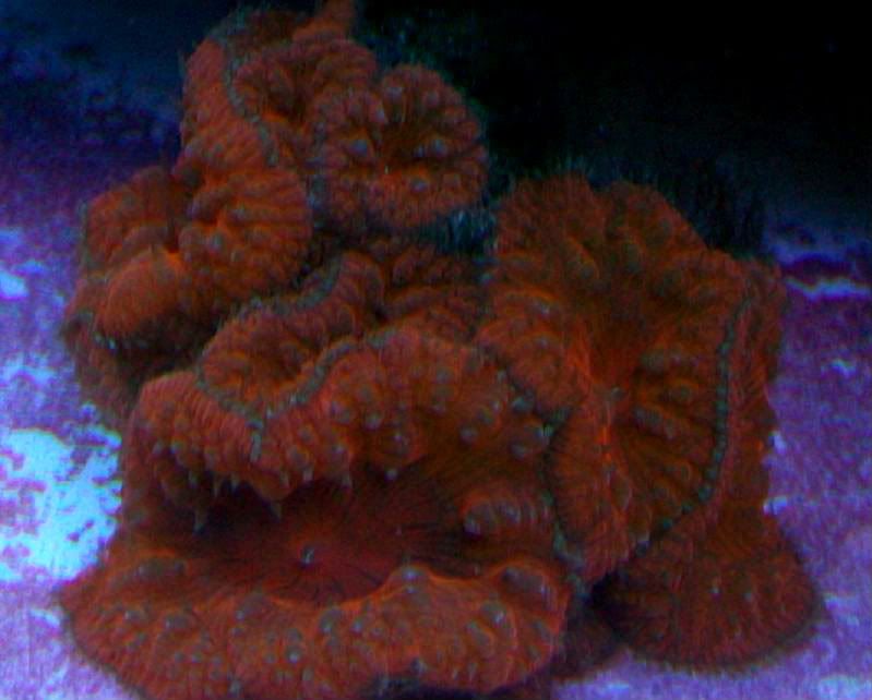 100 3229 - Sweet coral and an awsome package price! Take a look!!