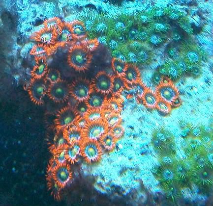 100 4742 - SPS and Zoas/Palys For Sale-