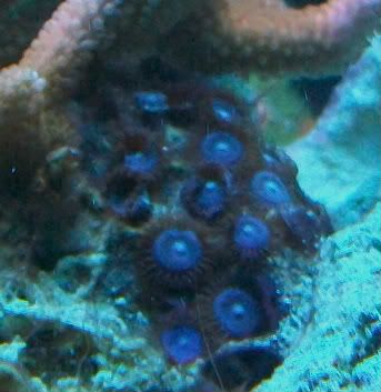 100 4744 - SPS and Zoas/Palys For Sale-