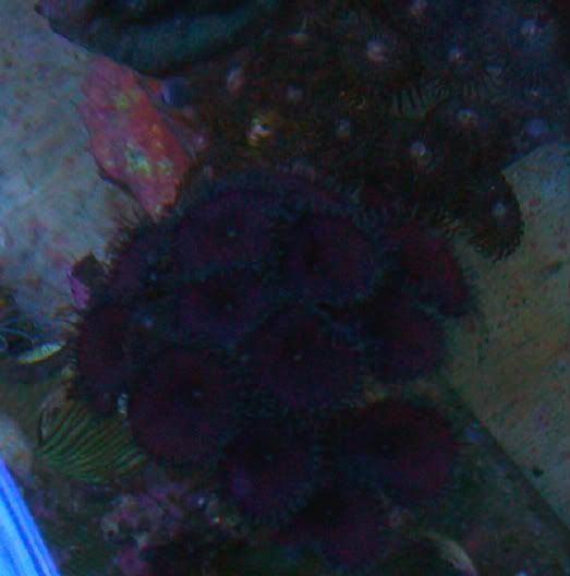 100 4745 - SPS and Zoas/Palys For Sale-