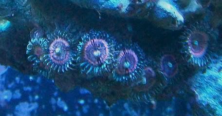 100 4746 - SPS and Zoas/Palys For Sale-