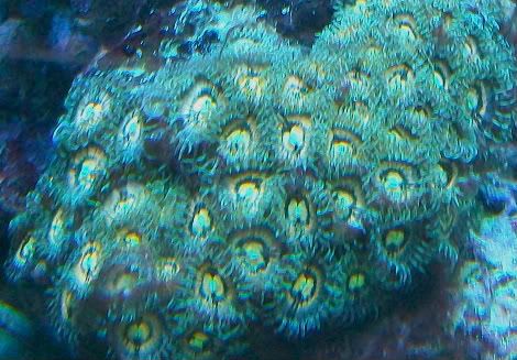 100 4747 - SPS and Zoas/Palys For Sale-