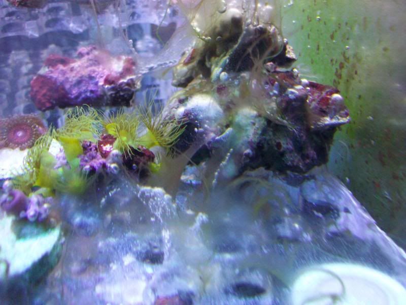 Picture007 6 - Testing a different zoa dip-