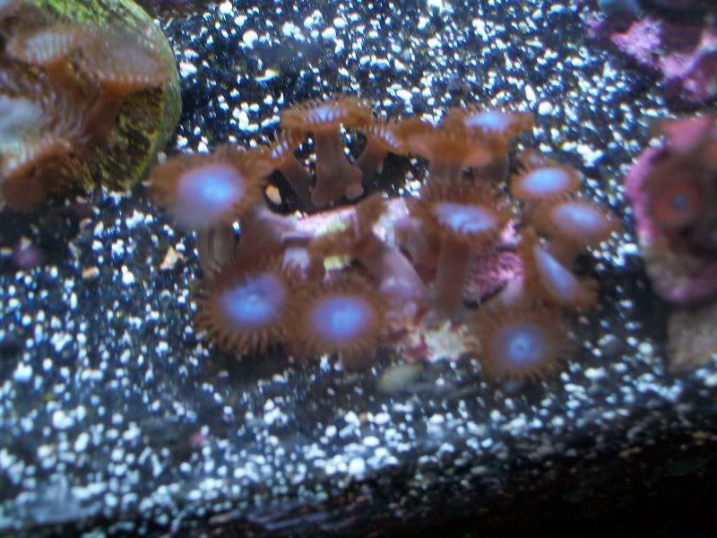 Picture008 - Some of my Z's and P's- by SirP