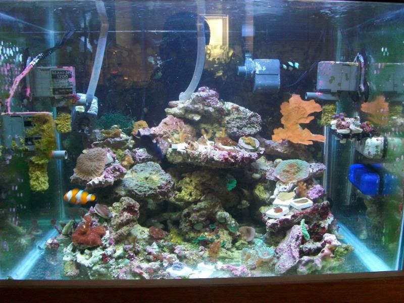 Picture009 4 - Member's Official Full Tank Shot Thread