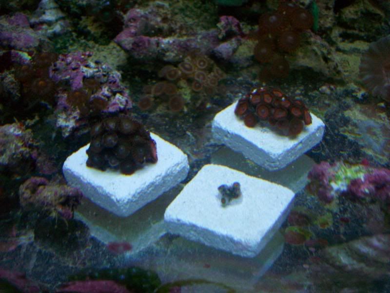 Picture011 4 - Some of my Z's and P's- by SirP