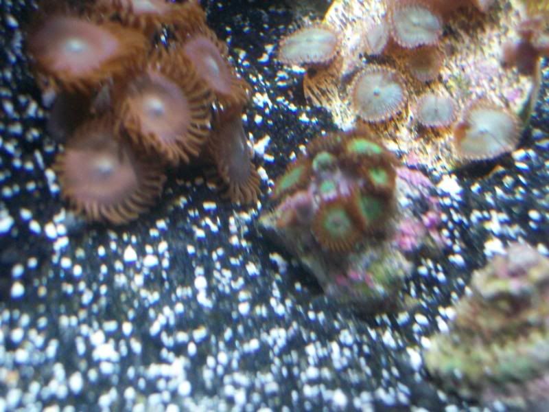 Picture025 1 - Some of my Z's and P's- by SirP