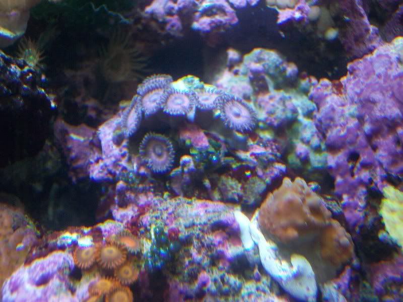 Picture027 - Some of my Z's and P's- by SirP
